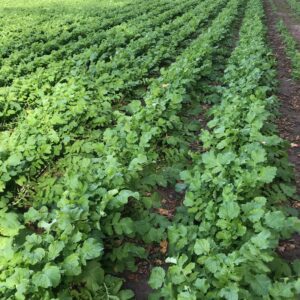 Field with rows of lush green plants.
