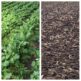 COVER CROPS