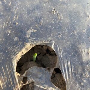 Seedling emerging through plastic-covered soil.