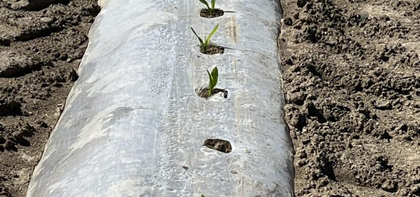 Young plants growing through plastic mulch.