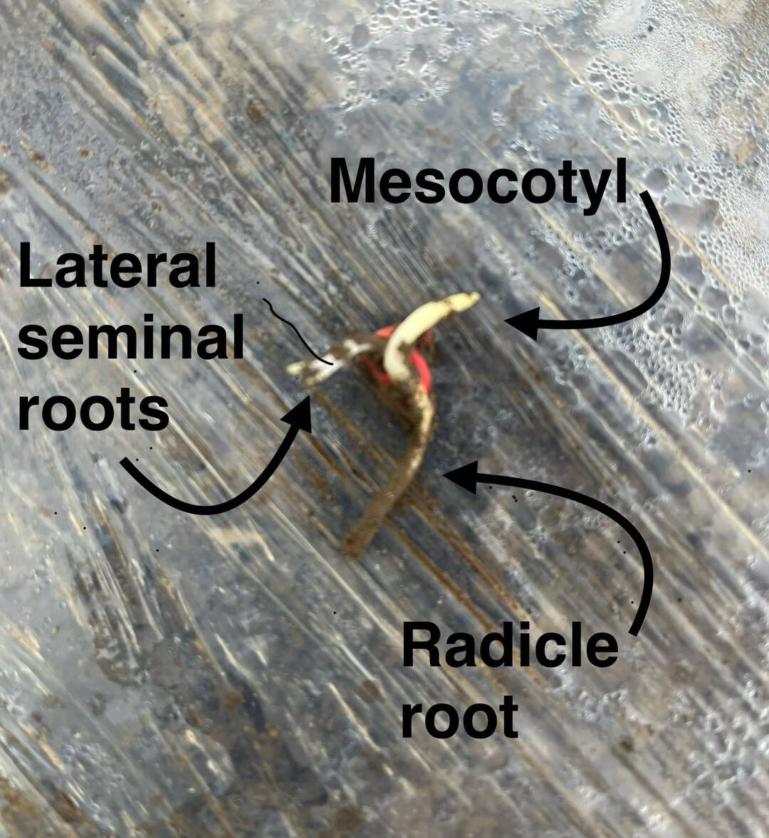 Plant roots labeled on a wooden surface.