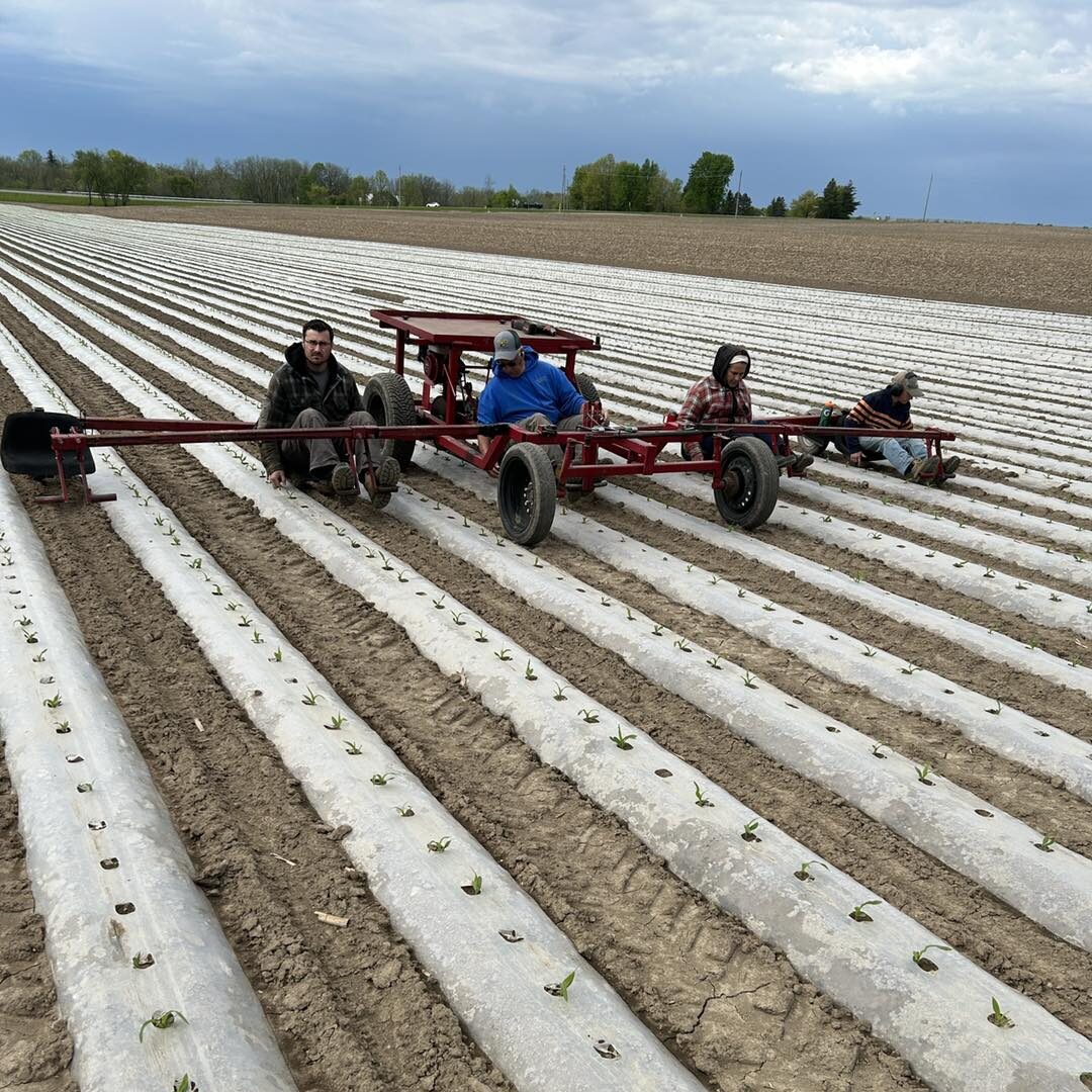 People planting crops using farming equipment.