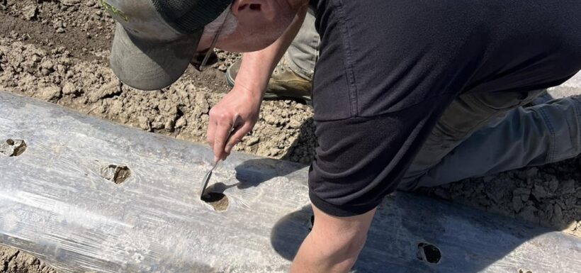 Person planting seeds in prepared soil rows.