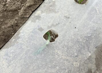 Young plants growing through mulch-covered soil.