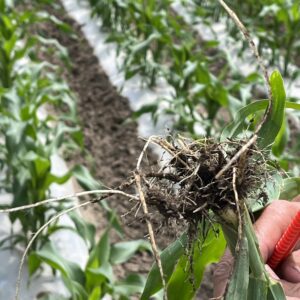 Hand holding uprooted corn seedling in field.