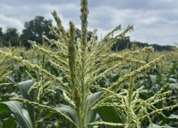Cornfield with tassels under cloudy sky.