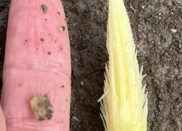 Finger and corn seedling on soil background.
