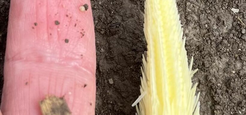 Finger and corn seedling on soil background.
