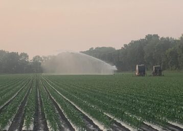 Sprinkler irrigating a green crop field.