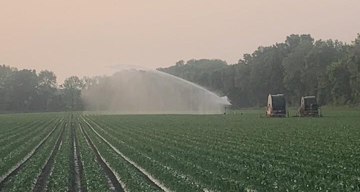 Sprinkler irrigating a green crop field.