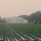 WATERING OUR CROP