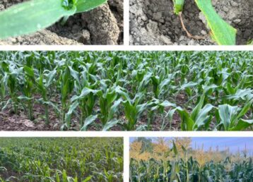 Corn in Stages