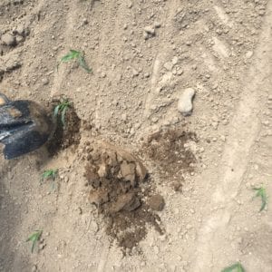 Water Around Plant From Drip